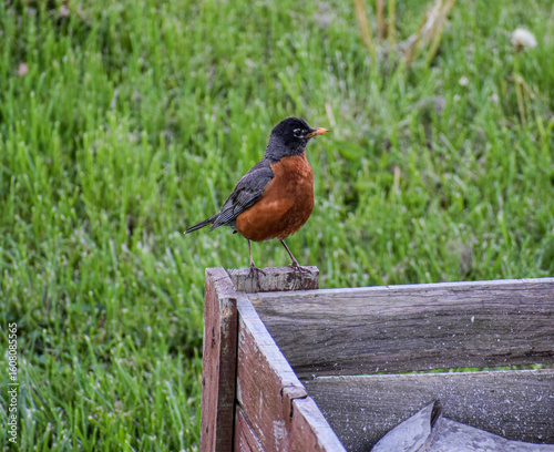 Robin bird in the spring