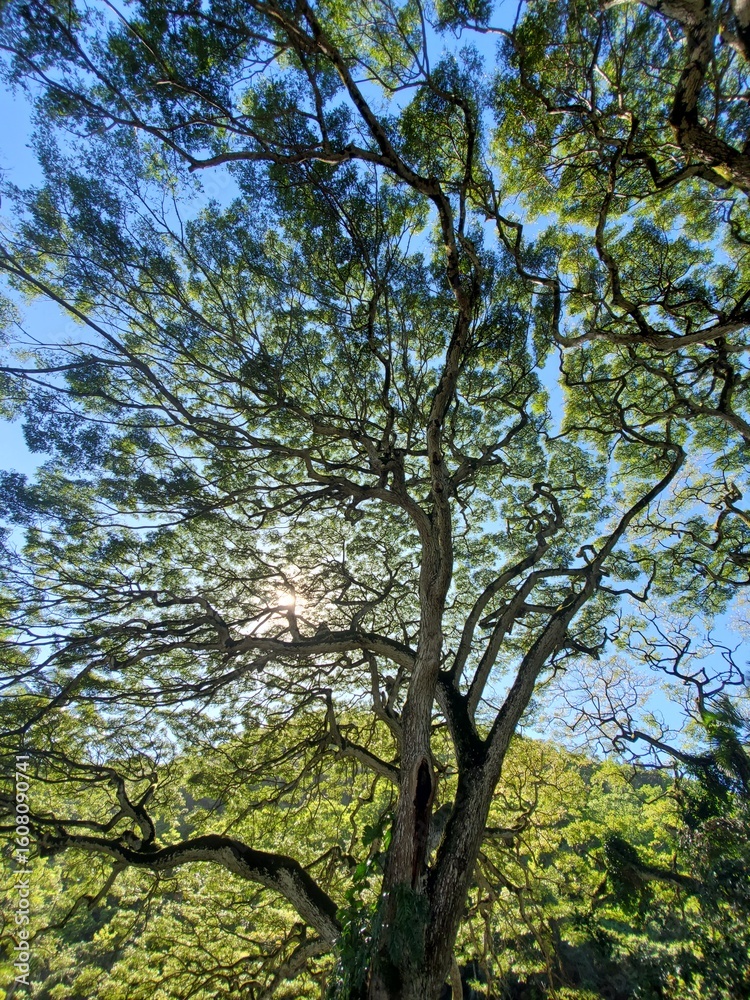 Fototapeta premium Sunlight through Green Tree Branches with Sky