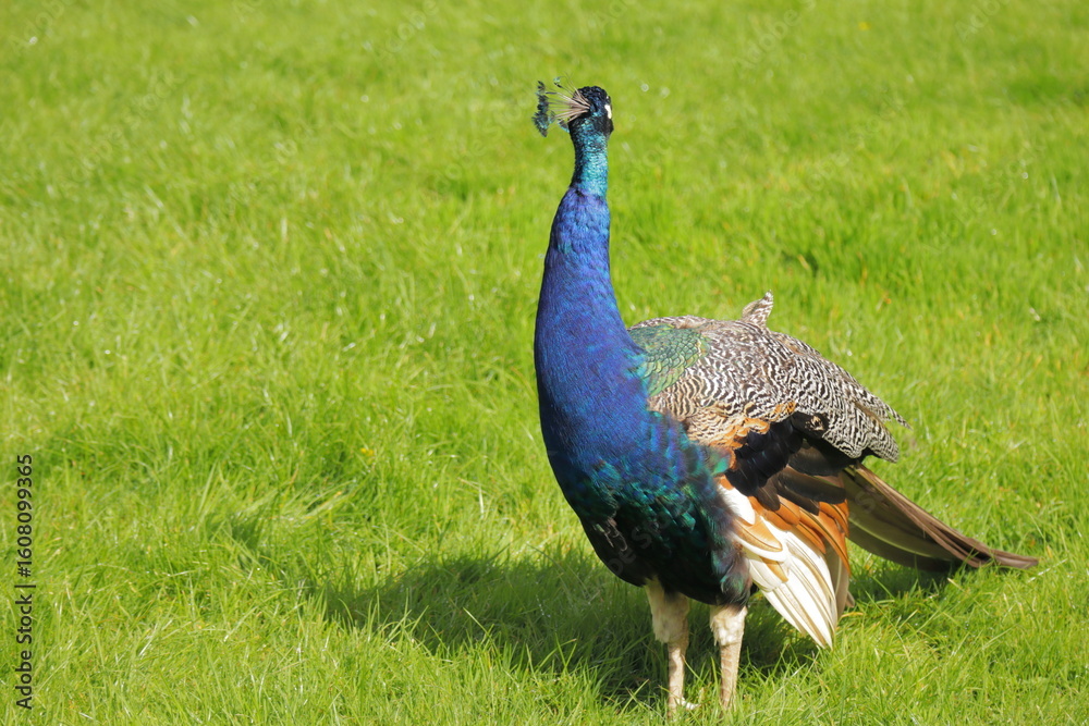 Obraz premium Majestic Close-Up of a Vibrant Indian Peacock with Iridescent Blue-Green Feathers in Sunlight – Exotic Bird in Nature with Green Grass Background – Symbol of Beauty, Royalty, and Grace