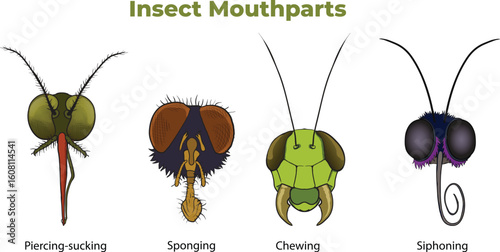 illustration of Insect Mouthparts types
