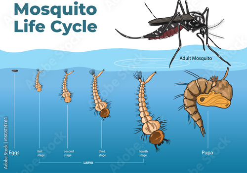 illustration of Mosquito Life Cycle Diagram