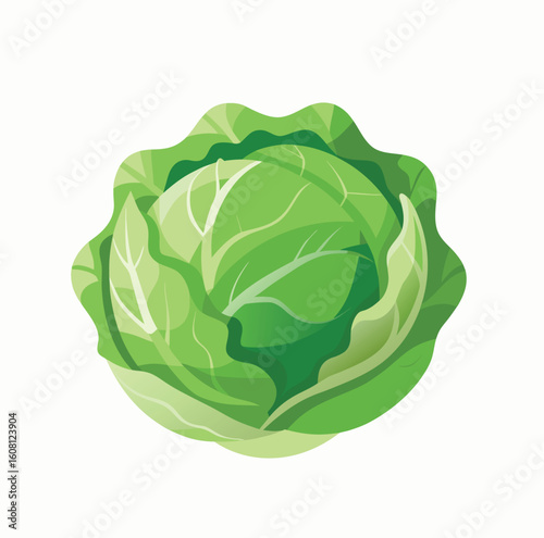 cabbage isolated on white background