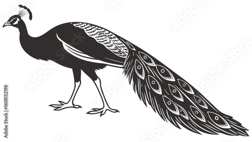 Illustration of a peacock with detailed tail feathers in a black and white design standing sideways