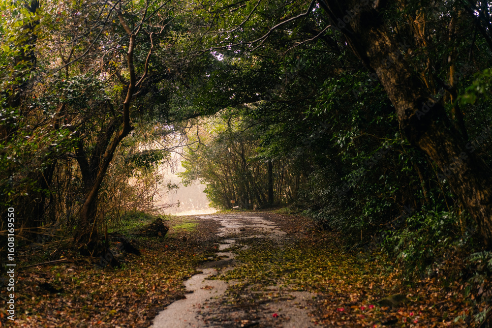 Fototapeta premium A path through the forest on Shikoku Island, Japan