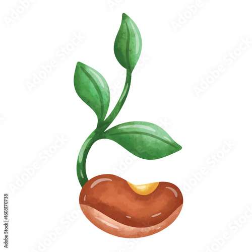 Sprouting seed vector illustration for gardening and organic farming, sprout and seed clip art, watercolor style image