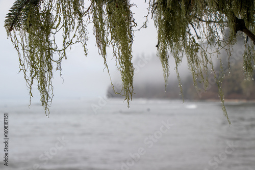Wet moss hanging from branches on the coast