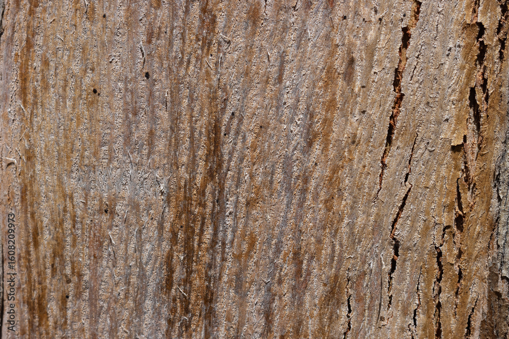 Obraz premium Textura de corteza de un tronco de árbol de eucalipto a la luz del sol