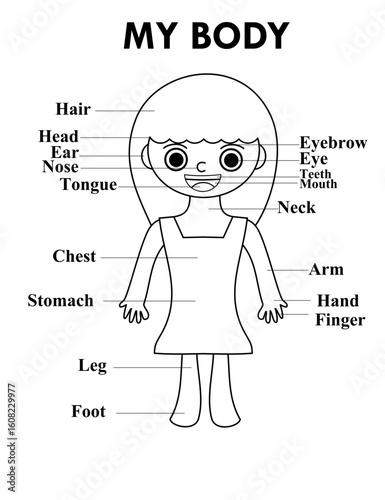 A human body diagram for kids.A girl.Body parts including head, hair, eye, ear, nose, mouth, teeth, neck, arm, hand, chest, stomach, leg, and foot.coloring page for kids.Vector illustration.