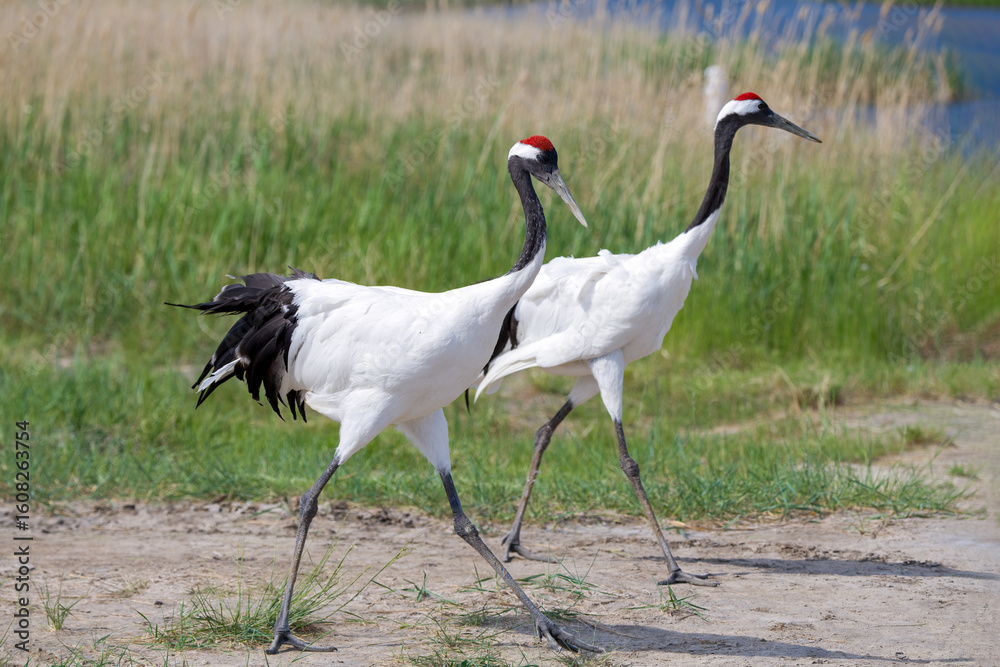 Fototapeta premium The red-crowned cranes in the Momoge National Nature Reserve, Jilin Province, China. 