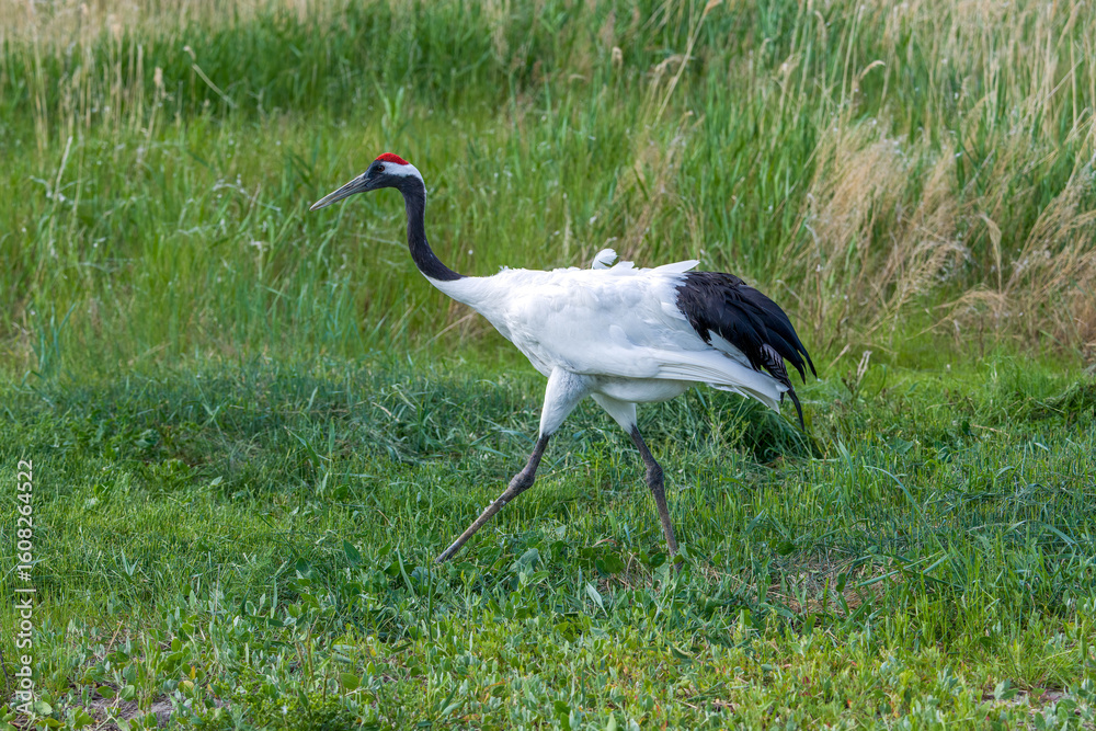 Fototapeta premium The red-crowned cranes in the Momoge National Nature Reserve, Jilin Province, China. 