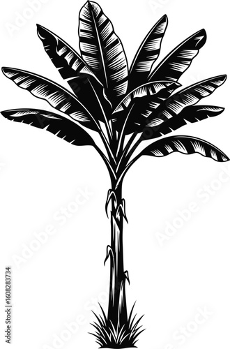Vintage botanical illustration of a lush banana tree with large leaves and a textured trunk on a white background