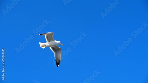 Solo seagull soaring high in clear blue sky