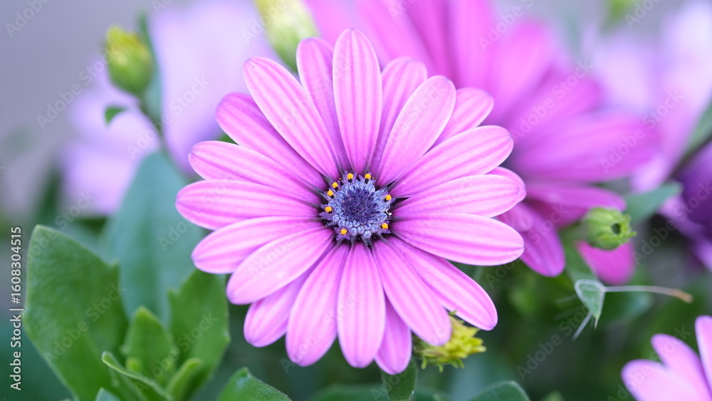 Obraz premium オステオスペルマムにクローズアップ