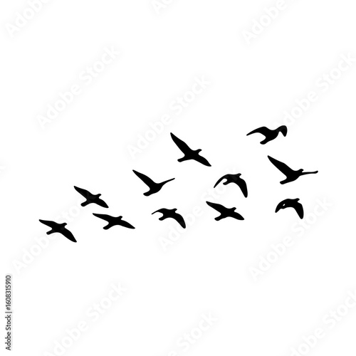 Graceful black bird flock in flight.
