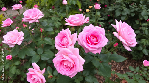 Pink roses in a garden