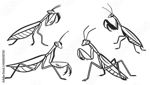 Praying Mantis Black and White Line Art Set. Insect Vector Illustration Collection of Mantids in Various Poses for Nature and Science Designs.
