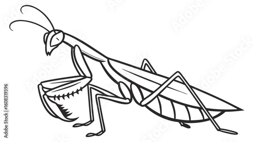 Praying Mantis Line Art Illustration. Detailed Black and White Outline Drawing of a Mantis Insect. Simple Vector Style for Educational and Design P...