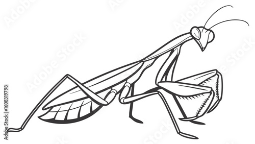 Praying Mantis Line Art Illustration. Detailed Black and White Outline Drawing of a Mantis Insect.