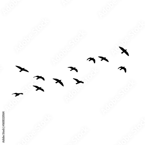 Stylized bird silhouettes soar across white space.
