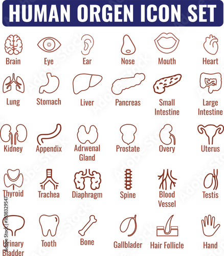 Human Organ Icon Set