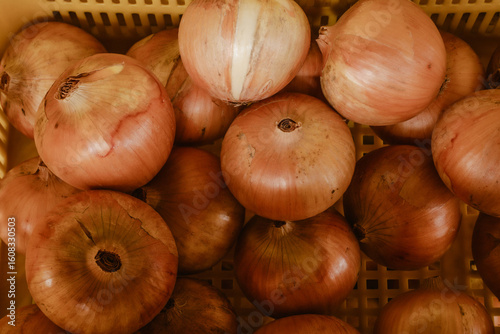 Fotografie Onions, top view of a vegetable background of freshly harvested red organic white onion straight from the farmland outdoor at daytime inside a greengrocer in Japan with space for text
