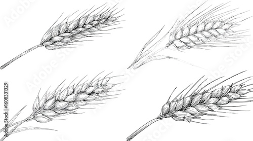 Wheat stalk illustration in detailed line art eps