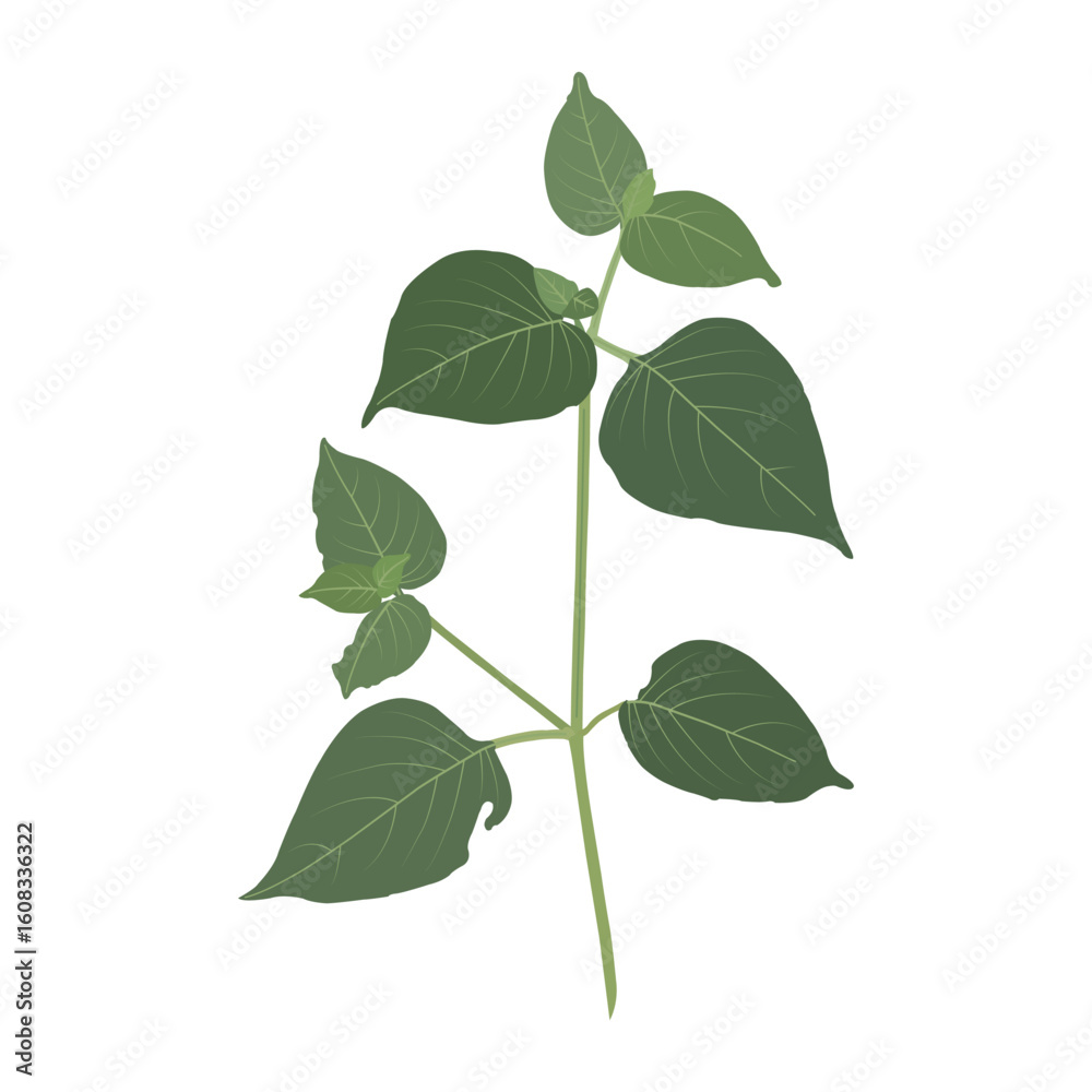 Naklejka premium green leaves isolated on white background