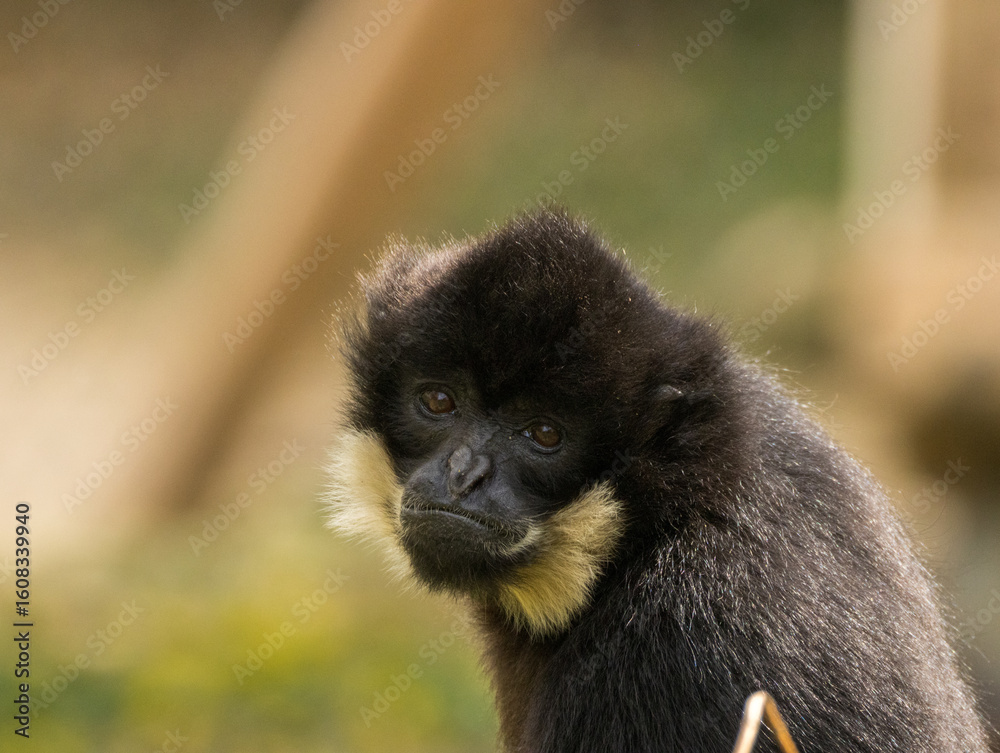 Fototapeta premium Gibbon à favoris roux