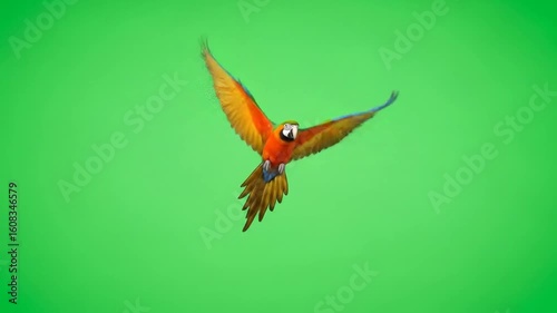 Scarlet Macaw Soaring on Green Screen