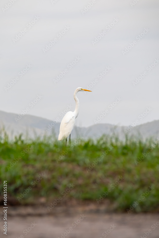 Obraz premium heron outdoors on paqueta island in rio de janeiro.