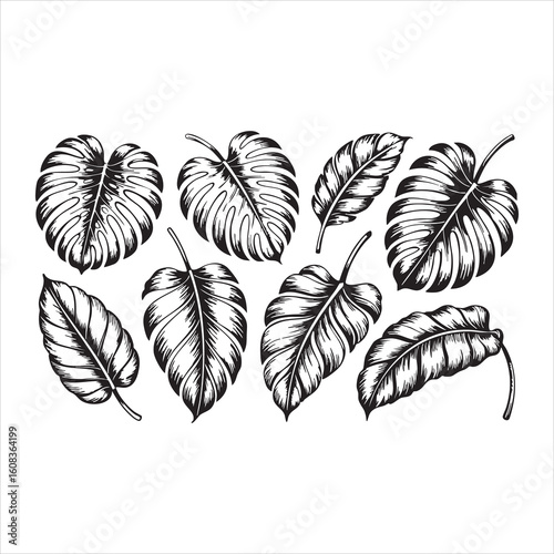 Collection of detailed black and white tropical monstera leaves in a sketched illustration style