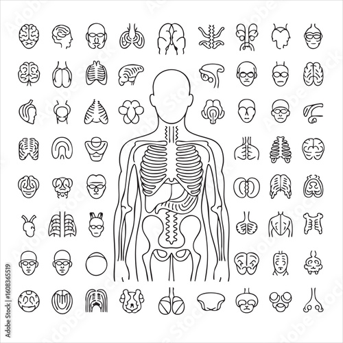 Detailed anatomical illustration of the human body with various organs and systems