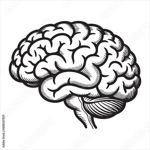 Detailed hand drawn illustration of the human brain in profile view on a white background