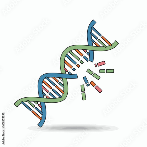Damaged DNA strand structure with visible disconnection