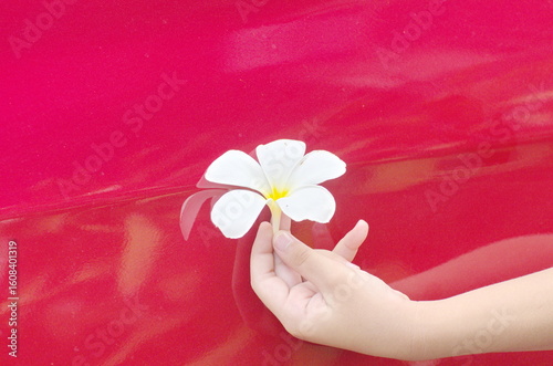 Hand Holding White Plumeria Flower Against Red Background