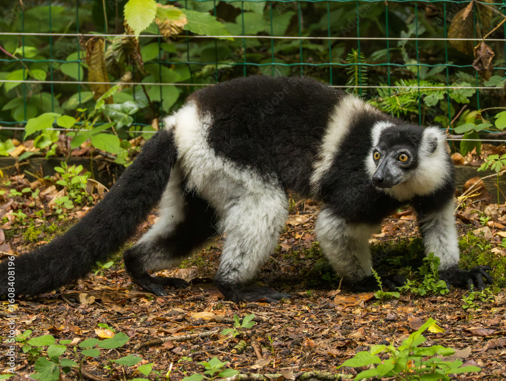 Fototapeta premium Maki vari à ceinture blanche