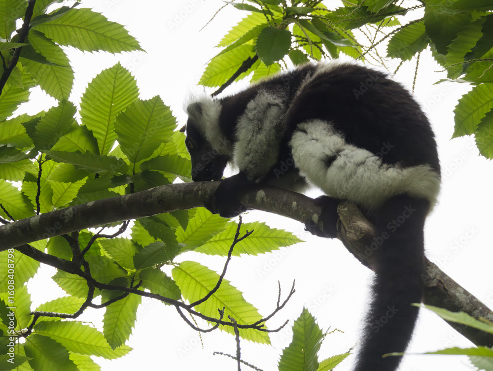 Obraz premium Maki vari à ceinture blanche