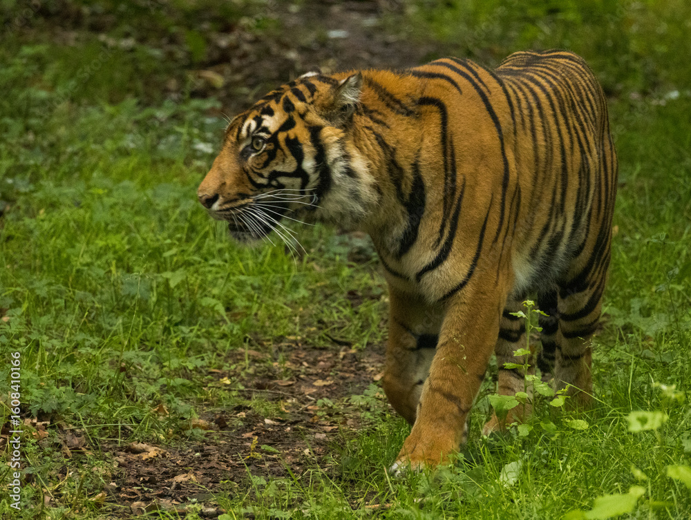 Obraz premium Tigre de Sumatra