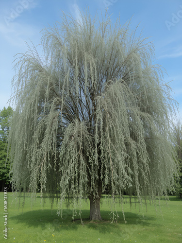 salix cinerea - grey willow