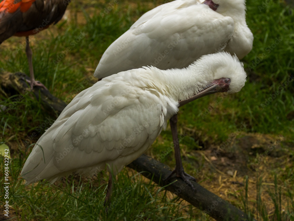 Obraz premium spatule blanche