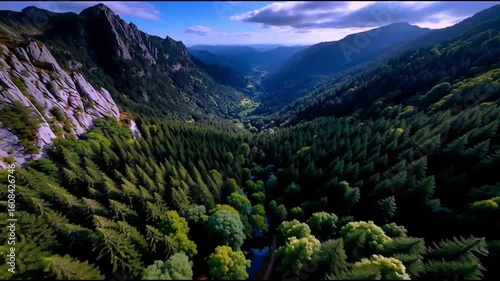 A drone view of a dense, lush green forest with sunlight