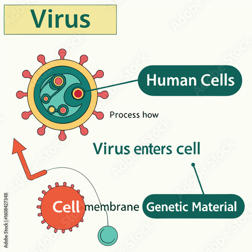 Infographic showing how a virus enters human cells