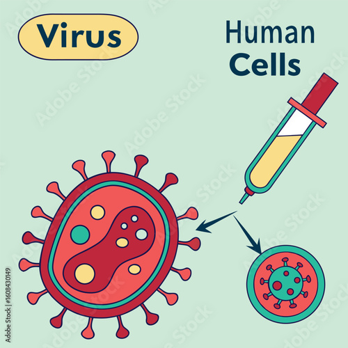Infographic showing how a virus enters human cells