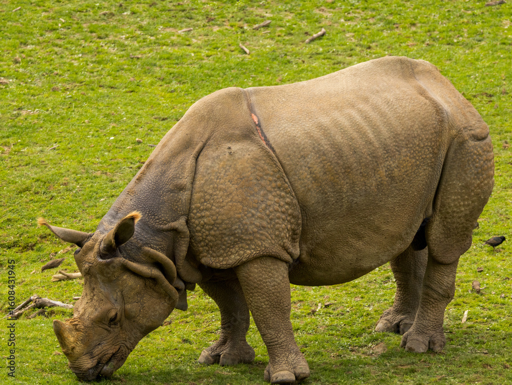 Obraz premium rhinocéros indien