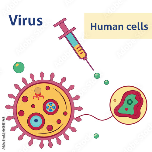 Infographic showing how a virus enters human cells