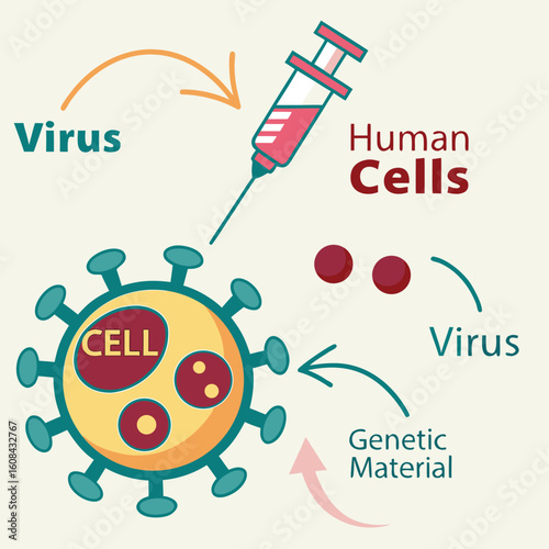 Infographic showing how a virus enters human cells