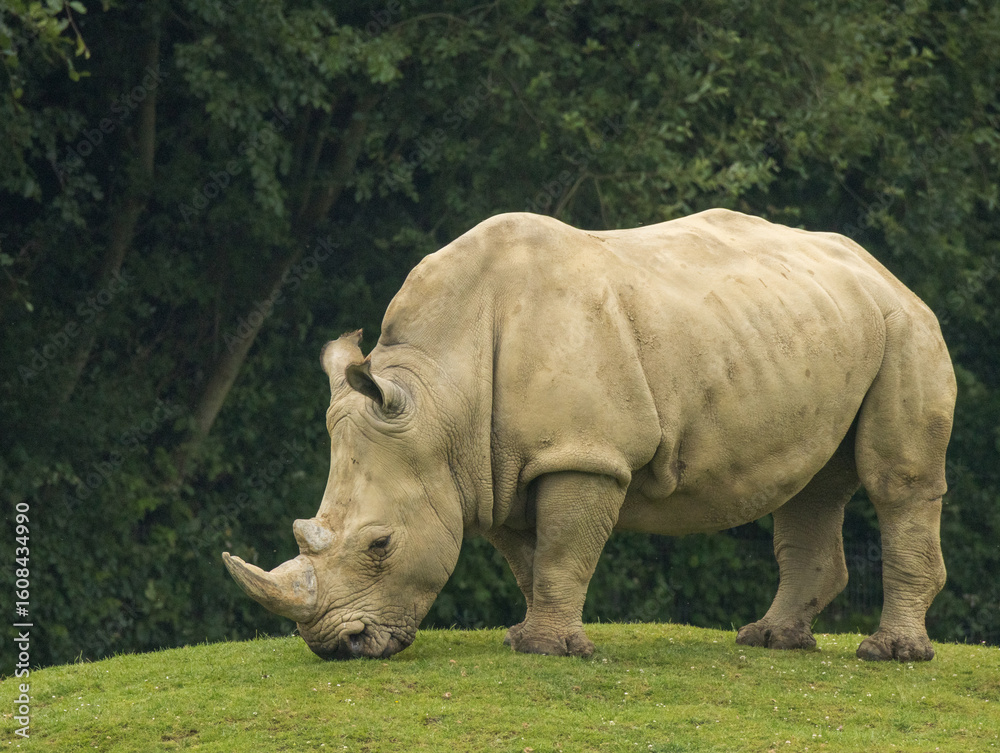 Fototapeta premium rhinocéros blanc