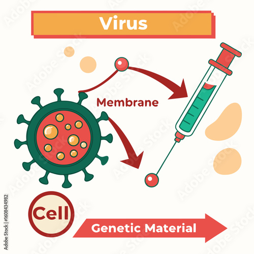 Infographic showing how a virus enters human cells