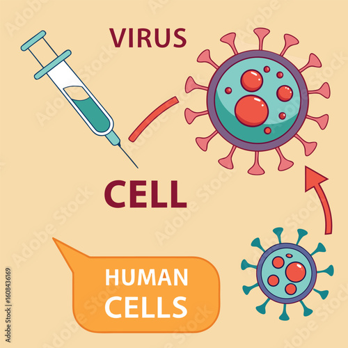 Infographic showing how a virus enters human cells