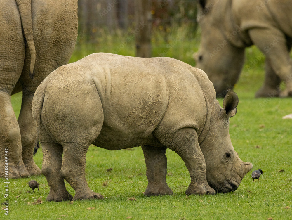 Fototapeta premium rhinocéros blanc